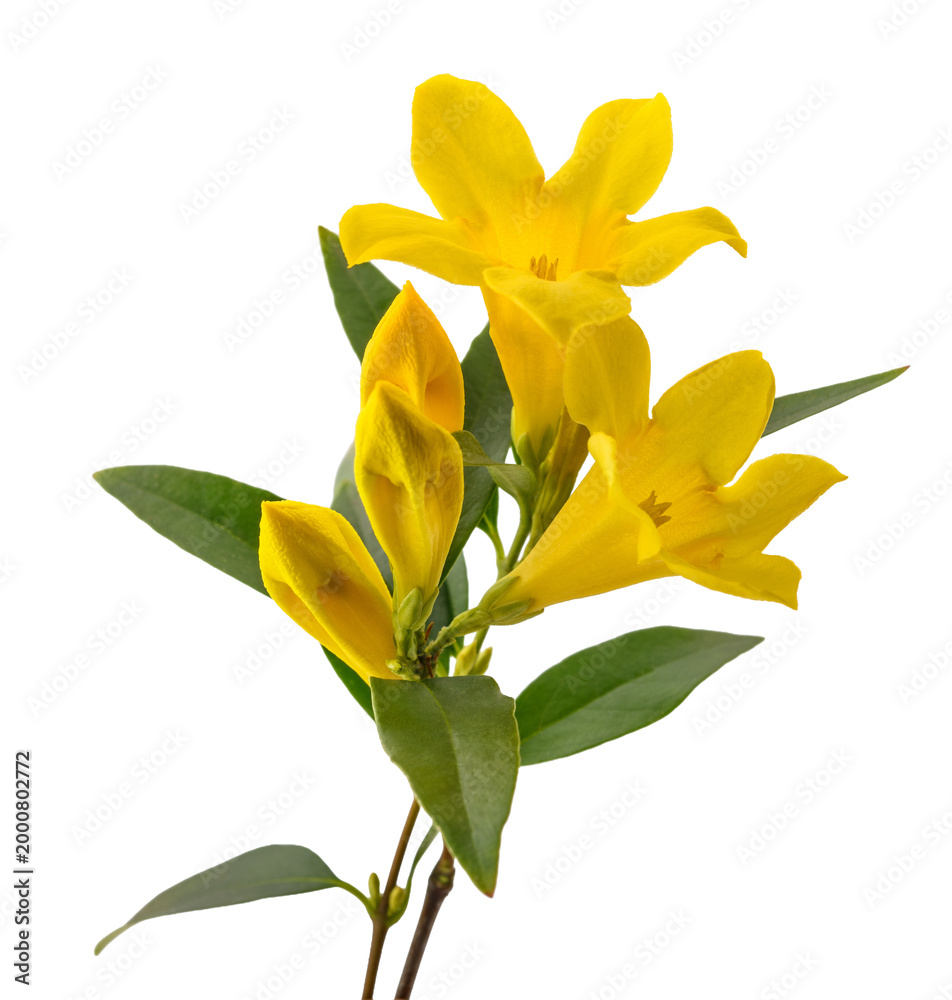 Obraz premium Yellow jessamine flowers