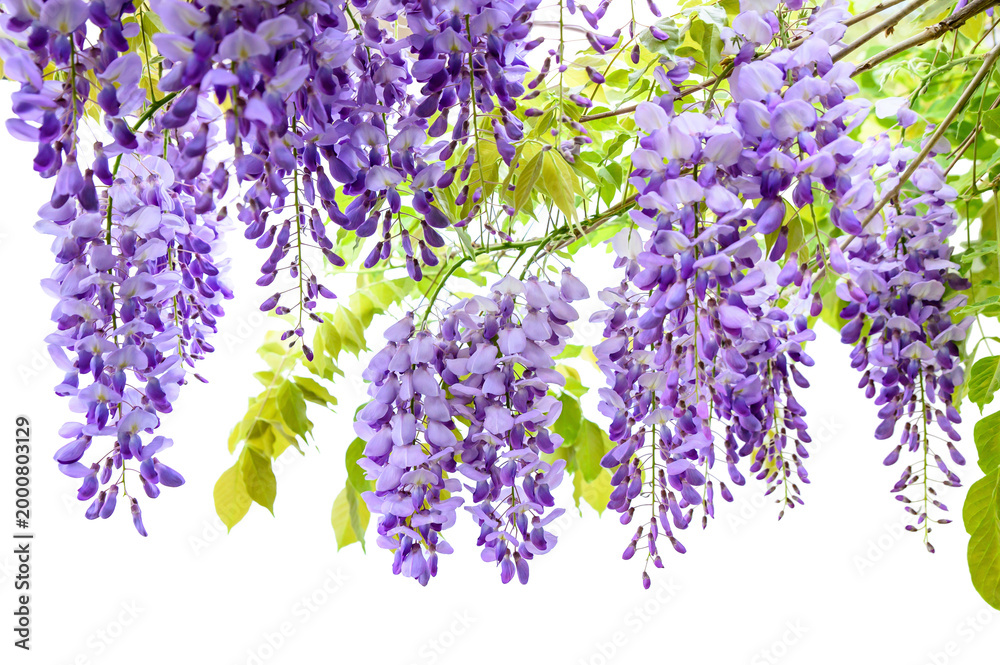 Naklejka premium Wisteria flowers