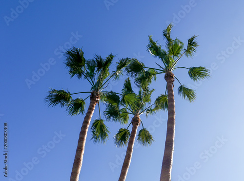 Three palm tree tops (Washintonia robusta), photographed near La Matanza.