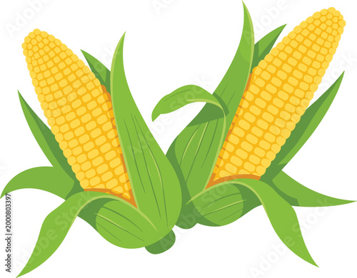 Corn cobs illustration, fresh yellow maize with green leaves vector design organic farm food concept