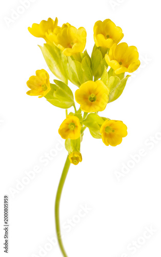 Quadro su tela Primula veris yellow flower isolated on white background