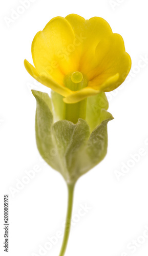 Fotografie Primula veris yellow flower isolated on white background