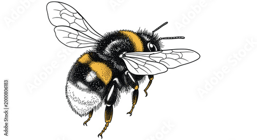 Close up detailed illustration of a fuzzy bumblebee with black and yellow stripes and transparent wings on a white background.