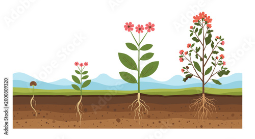 Educational diagram showing the life cycle and growth stages of a flowering plant from seed and roots to full bloom in the soil.