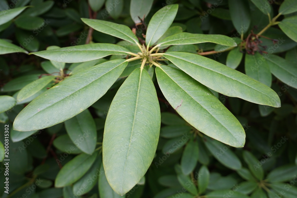 Obraz premium Close up of the bright green leaves of a large Rhododendron plant blooming in a park or garden