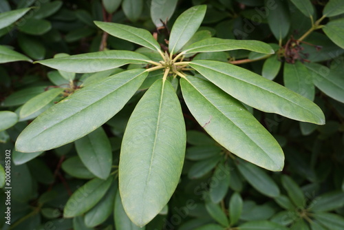 Close up of the bright green leaves of a large Rhododendron plant blooming in a park or garden