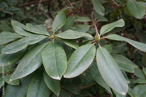 Close up of a pair of two Rhododendron plants with large bright green leaves blossoming in a park or garden in spring