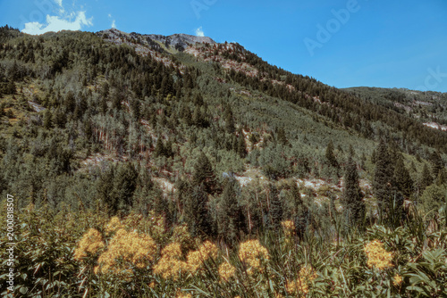 Green Mountain Ridge with Blooming Yellow Wildflowers and Blue Sky