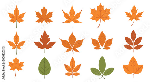 Collection of different colorful autumn leaves like maple and chestnut in various shades of orange, yellow, and green for seasonal decor.