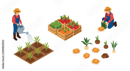 Isometric scene of farmers working in a garden, watering crops, and harvesting vegetables into wooden crates alongside scattered straw and plants.