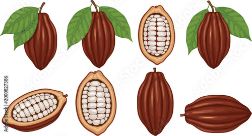 Cacao Pods and Seeds Illustration Set with Fresh and Split Pods for Chocolate and Organic Food Concepts