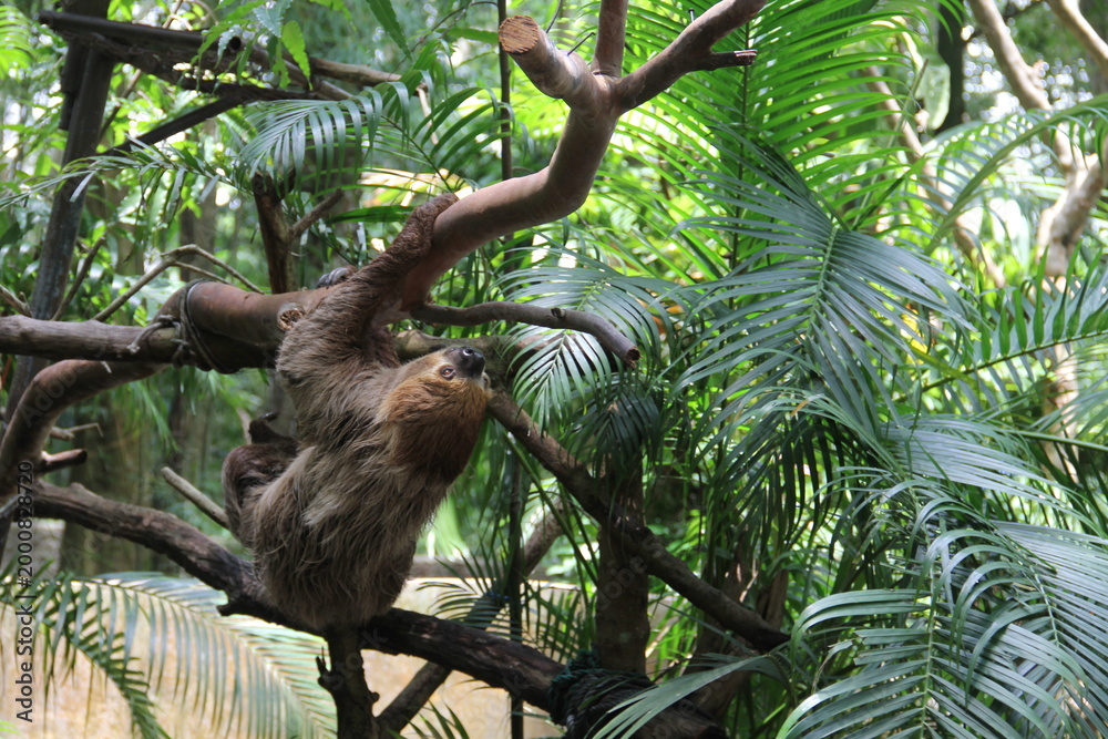Obraz premium A sloth hangs from a tree in the wild