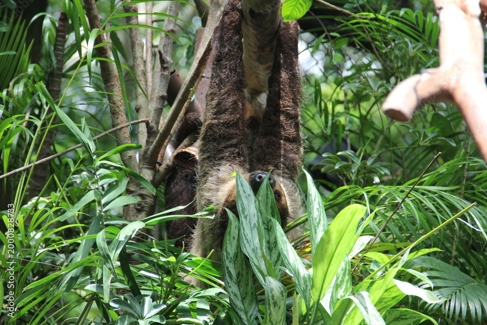 Obraz premium A sloth hangs from a tree in the wild