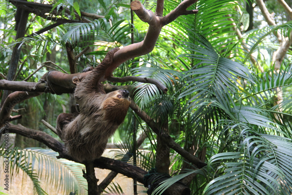 Obraz premium A sloth hangs from a tree in the wild
