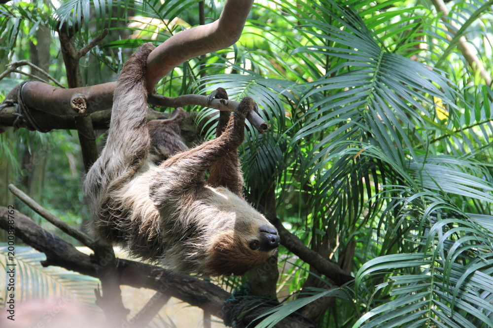 Obraz premium A sloth hangs from a tree in the wild