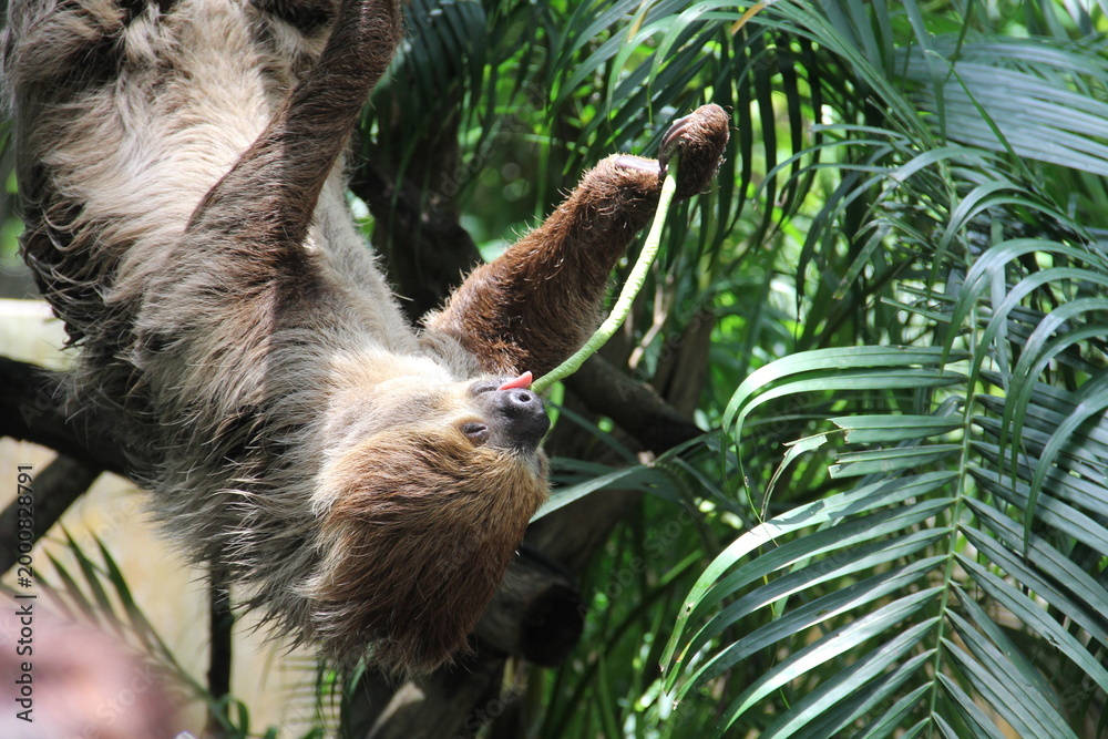 Obraz premium A sloth hangs from a tree in the wild