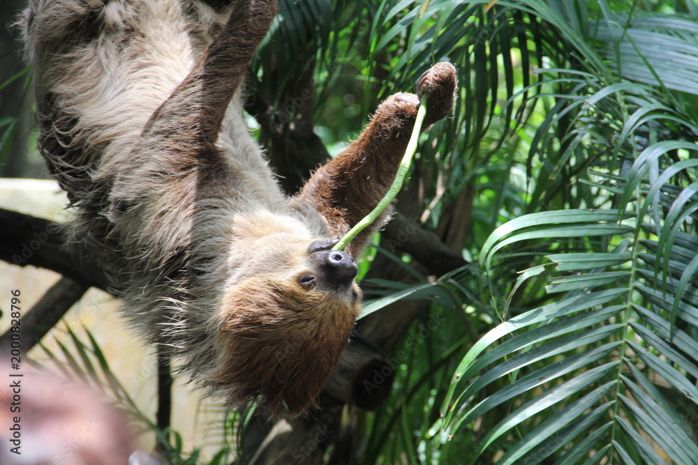 Fototapeta premium A sloth hangs from a tree in the wild