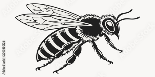 Bild auf Leinwand Detailed monochromatic illustration of a honey bee in profile view with honeybee