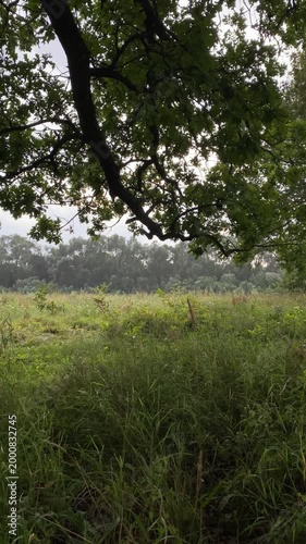 Rain under an oak tree. Oak branches provide shelter from the drizzling summer rain on the lush, tall grass. The beauty of nature, the drops are visible