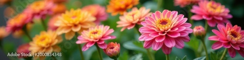 Multicolored chrysanthemums, soft focus background , plant, delicate
