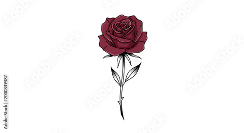 beautiful red rose with stem and leaves isolated on transparent background