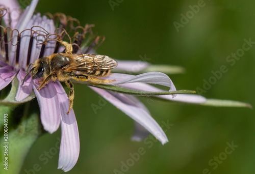 Fotografie Photographs of the Nature of Greece and the Mediterranean (plants and animals)
