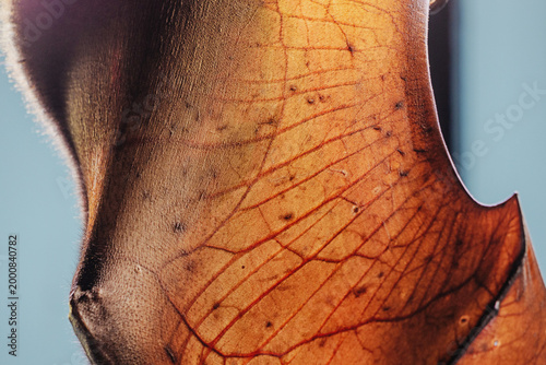 Backlit bat wing showing intricate network of veins and skin, highlighting sensitive membrane and anatomy