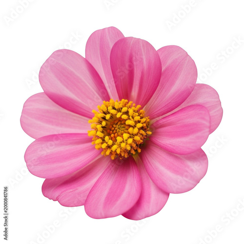 A vibrant pink flower with a yellow center, standing out against a white background isolated on transparent background