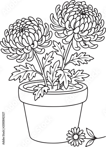Black and white line drawing potted chrysanthemum plant