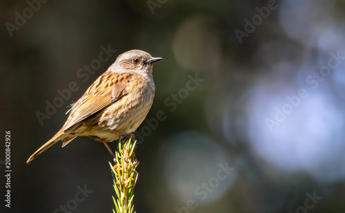 Dunnock