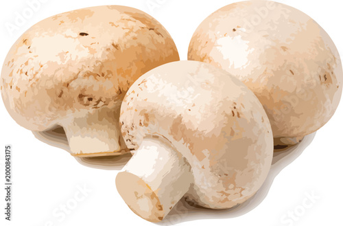 Three Champignon Mushrooms on White Background fungus