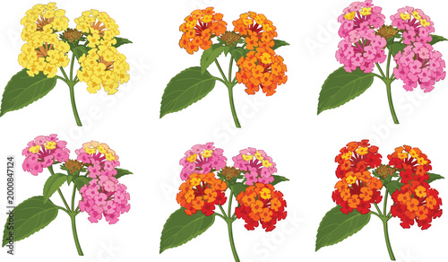 Photos Lantana Flower Vector Set with Yellow Orange Pink Red Colorful Bloom and Green L
