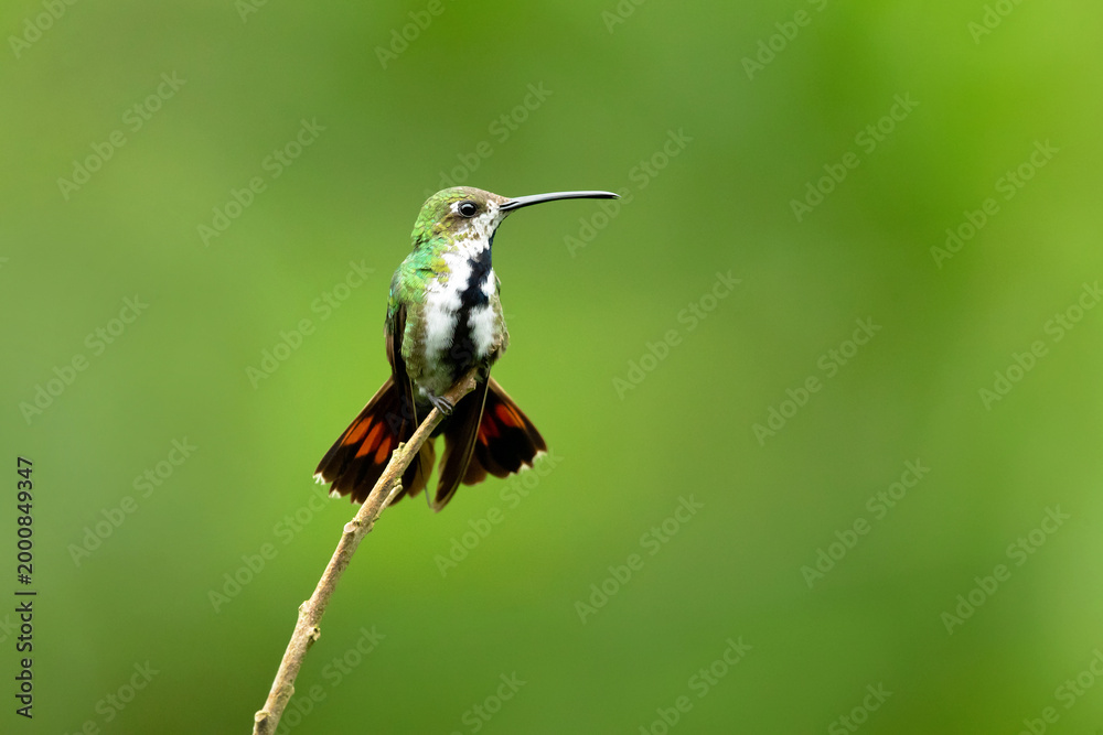 Fototapeta premium The black-throated mango (Anthracothorax nigricollis) is a species in subfamily Polytminae of the hummingbird family Trochilidae.