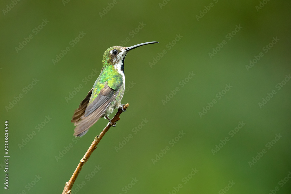 Fototapeta premium The black-throated mango (Anthracothorax nigricollis) is a species in subfamily Polytminae of the hummingbird family Trochilidae.