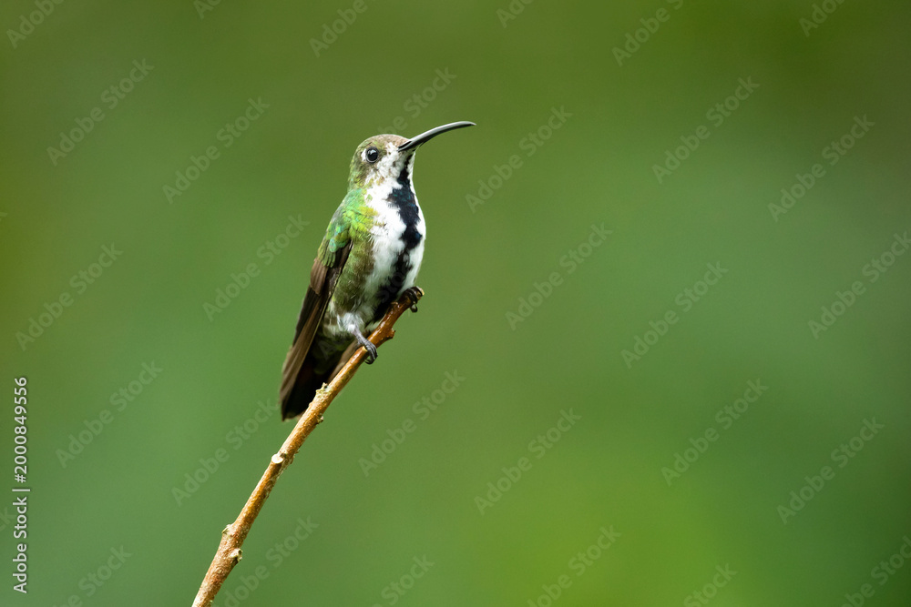 Fototapeta premium The black-throated mango (Anthracothorax nigricollis) is a species in subfamily Polytminae of the hummingbird family Trochilidae.