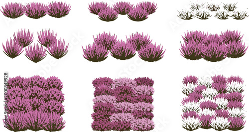 Valokuva Purple Pink White Heather Bush Cluster Vector Set with Multiple Ground Cover Arr