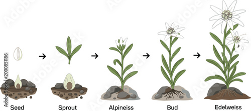 Edelweiss Alpine Plant Growth Stages Vector Illustration from Seed Sprout Bud to Full Bloom