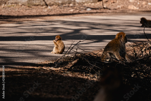 Foto Barbary macaque monkeys gathering on a road in Ifrane National Park, Morocco, in