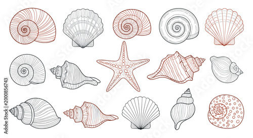 Large collection of various sea shells and a starfish in a detailed line art sketch style on a white background for coastal themes.