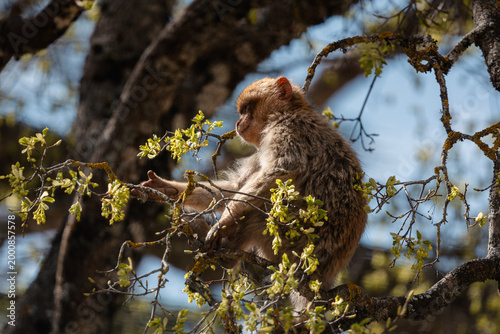 Canvas Print Barbary macaque monkey resting on a tree branch in Ifrane National Park, Morocco