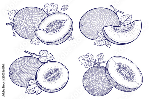 Sweet cantaloupe melon hand drawn illustration with whole fruit and sliced pieces showing seeds and organic leaf detail.