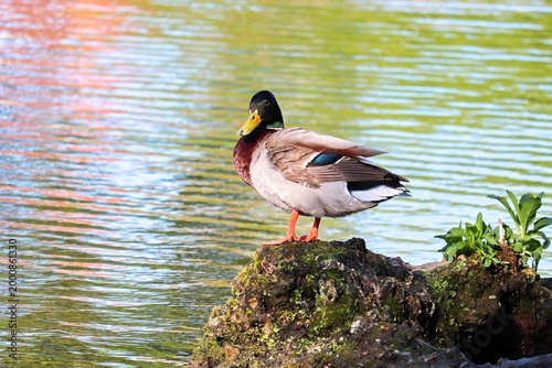 Ente auf einem Stein am Wasser