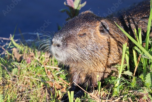Nutria am Wasser