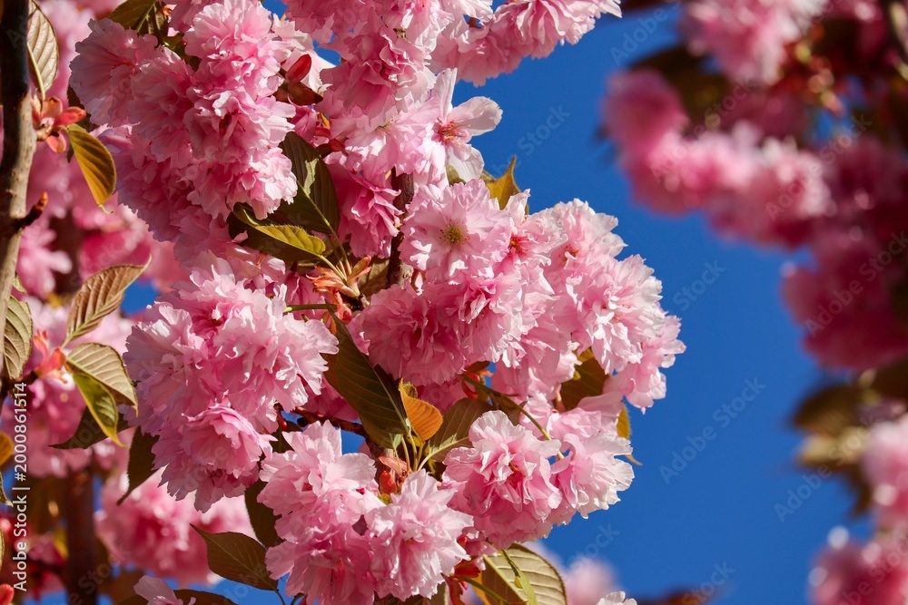 Fototapeta premium rosa Kirschblüten einer Zierkirsche 