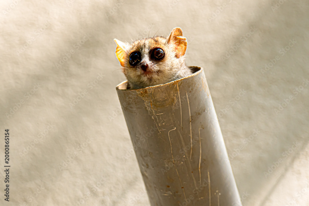 Obraz premium Grey Brown Mouse Lemur peering out of a pipe
