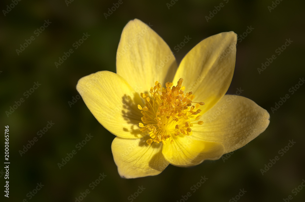 Obraz premium Yellow Wood Anemone (Anemone ranunculoides)