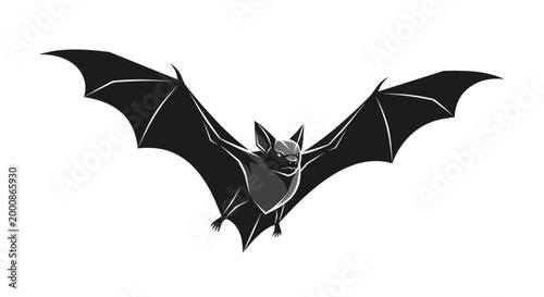 Black Bat Flying Mammal Closeup.