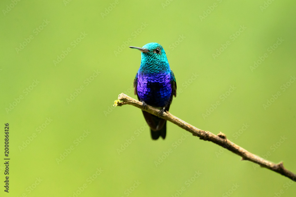 Fototapeta premium The violet-bellied hummingbird (Chlorestes julie) is a species of hummingbird characterized by the male's shimmering violet belly
