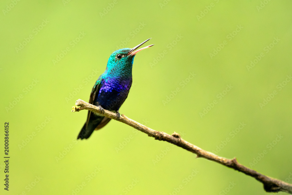Fototapeta premium The violet-bellied hummingbird (Chlorestes julie) is a species of hummingbird characterized by the male's shimmering violet belly