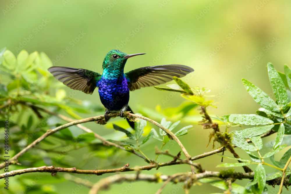 Fototapeta premium The violet-bellied hummingbird (Chlorestes julie) is a species of hummingbird characterized by the male's shimmering violet belly